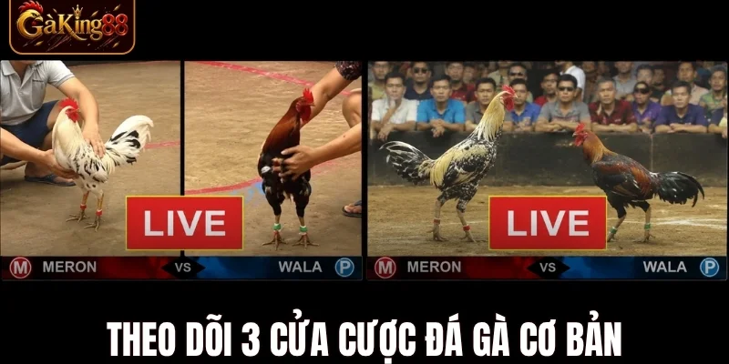 Đá Gà Gaking88