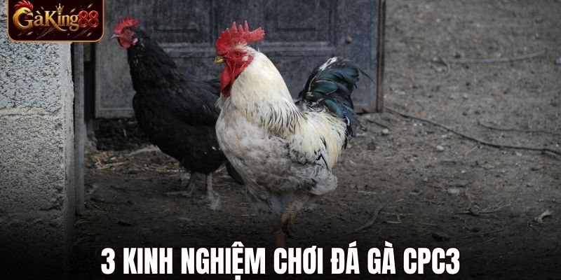 Đá Gà C3 Hôm Nay