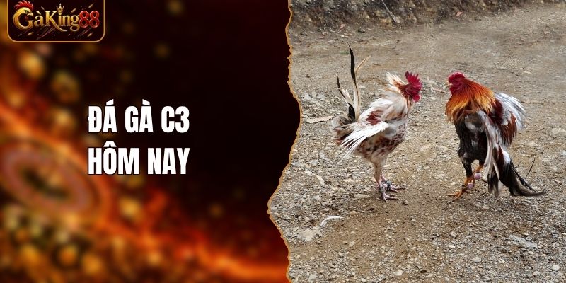 Đá Gà C3 Hôm Nay