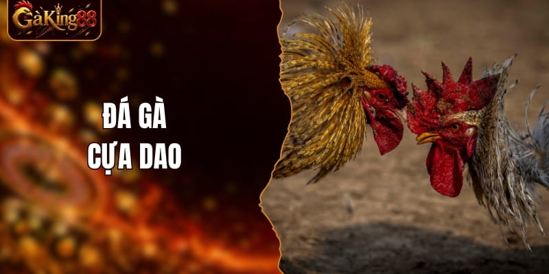 Đá Gà Cựa Dao