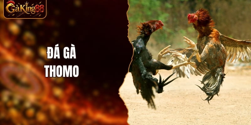 Đá Gà Thomo