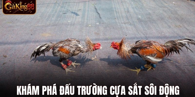 Trường Gà Tonhon