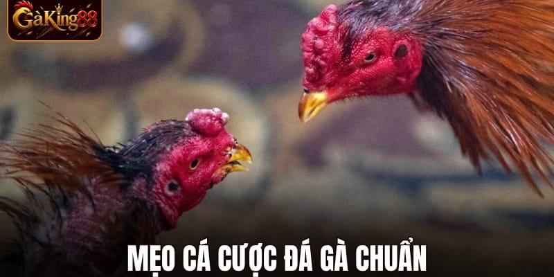 Đá Gà Trực Tiếp