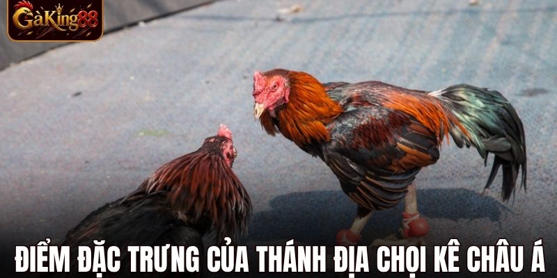 Trường Gà Tonhon