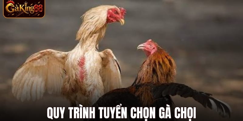 Đá Gà Cựa Dao