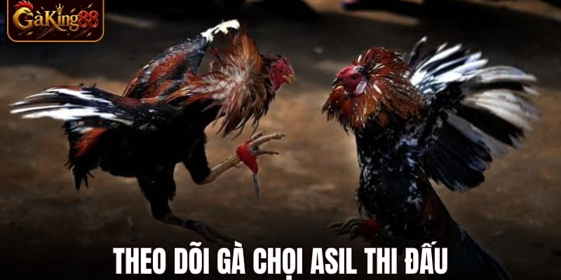 Đá Gà Thomo