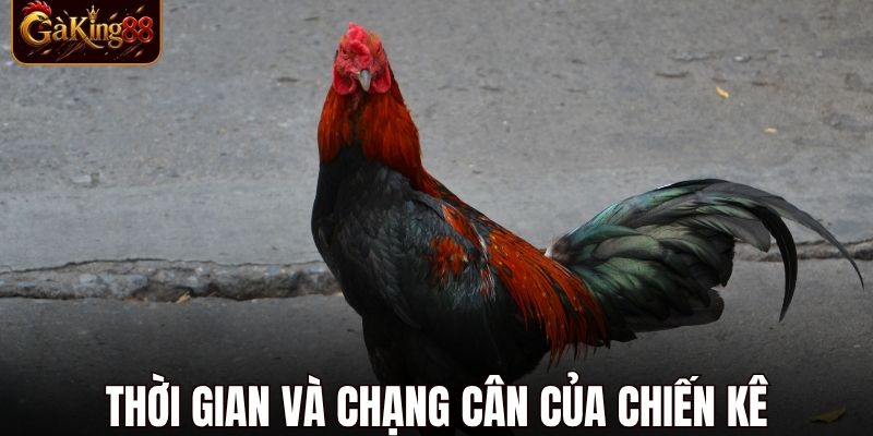Đá Gà C3 Hôm Nay
