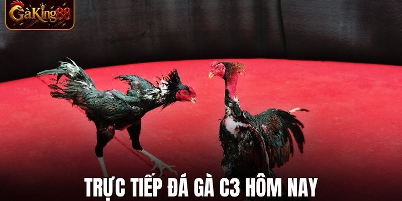 Đá Gà C3 Hôm Nay