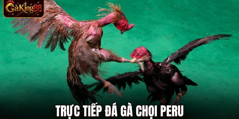 Đá Gà Thomo