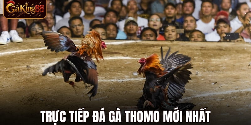 Đá Gà Thomo