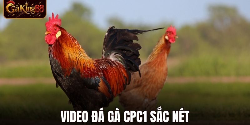 Đá Gà CPC1