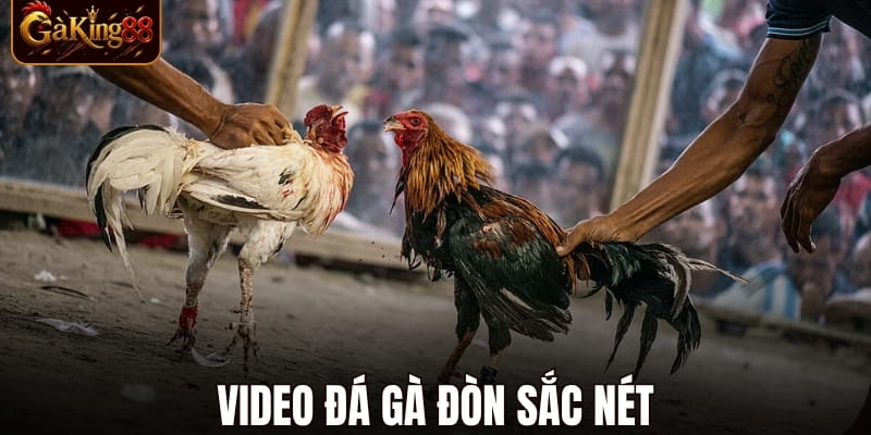 Đá Gà Trực Tiếp
