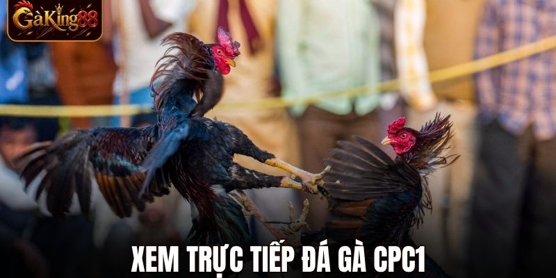 Đá Gà CPC1